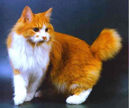 Bobtail des kouries
